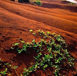 日服NSO会员新一期试玩同乐会 《两人一起！猫咪大战》